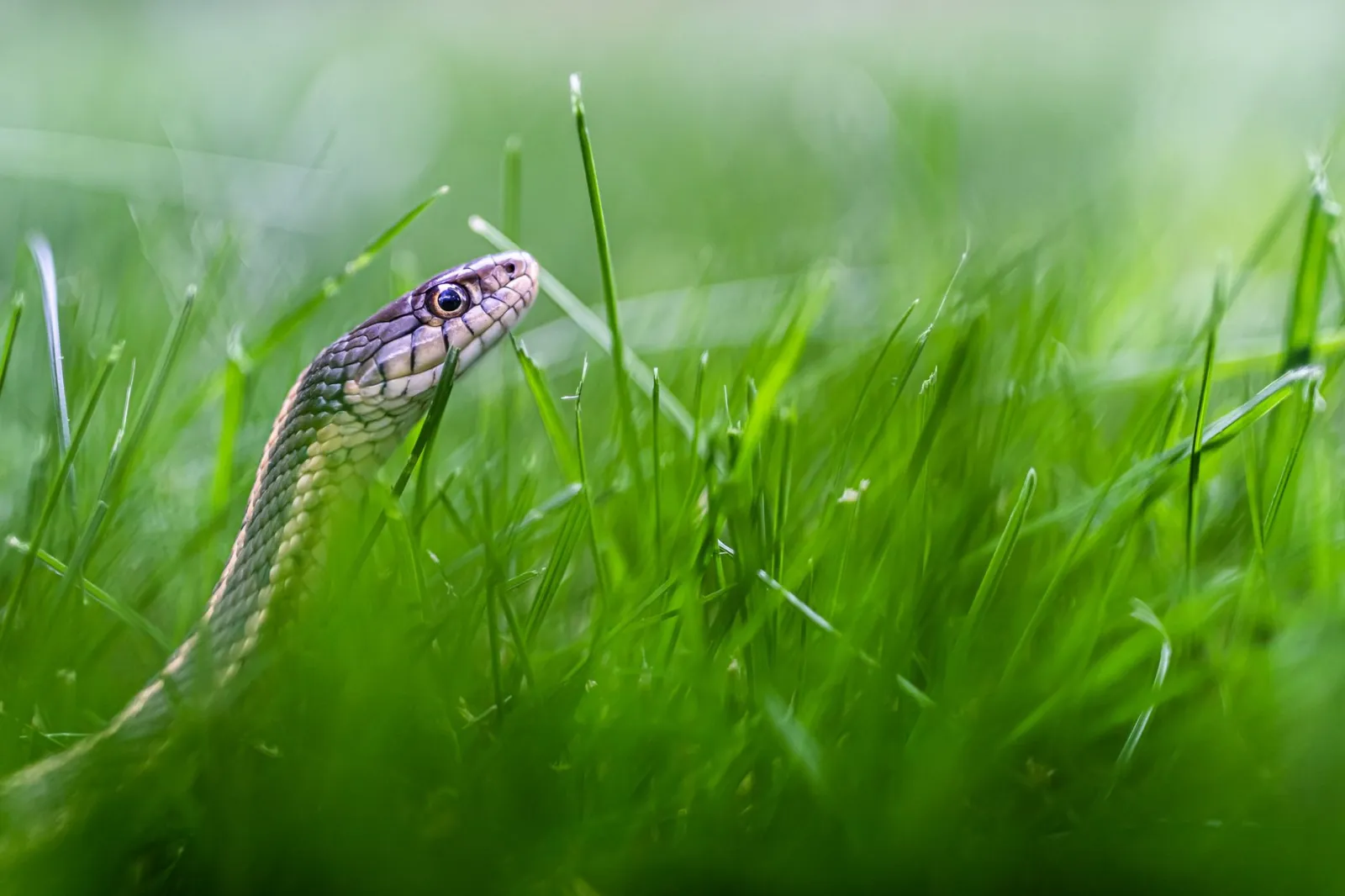 Close-up of a snake head peeking through lush green grass highlighting natural wildlife.